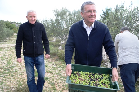 Župan na branju maslina u Šestanovcu